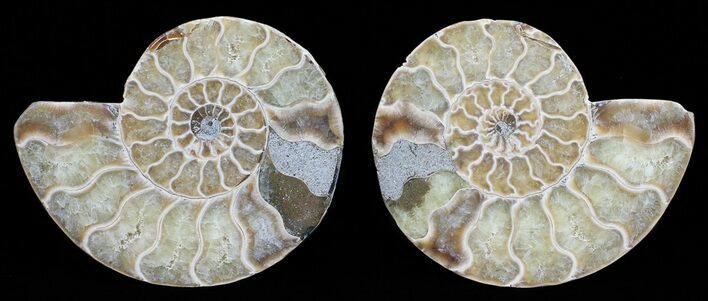 Polished Ammonite Pair - Agatized #56297